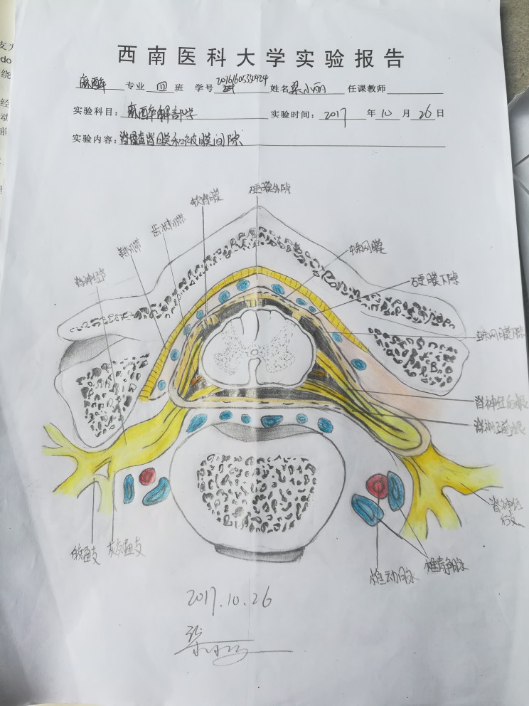 脊髓被膜