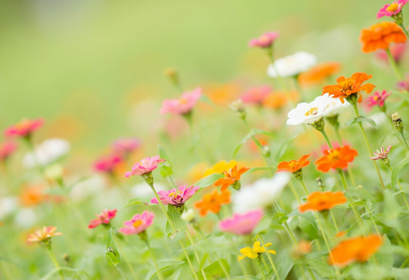 百日菊