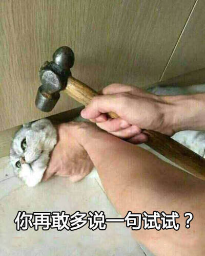 小猫猫