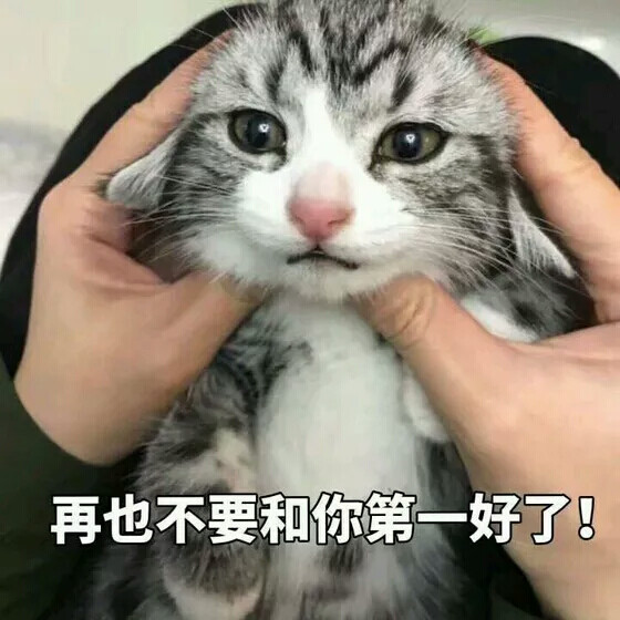 小猫猫