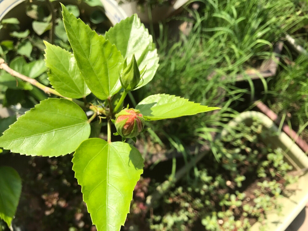 将这
一瓣酥曦
甜飒的香气
调皮的针线
白雪茫茫一小芽儿的绿
捧在你眼前
眨一下眼睛
就融化你
一点点
——《摘给你的一朵诗》
公元2017年10月26日