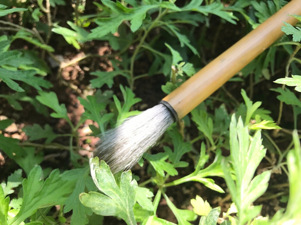 将这
一瓣酥曦
甜飒的香气
调皮的针线
白雪茫茫一小芽儿的绿
捧在你眼前
眨一下眼睛
就融化你
一点点
——《摘给你的一朵诗》
公元2017年10月26日