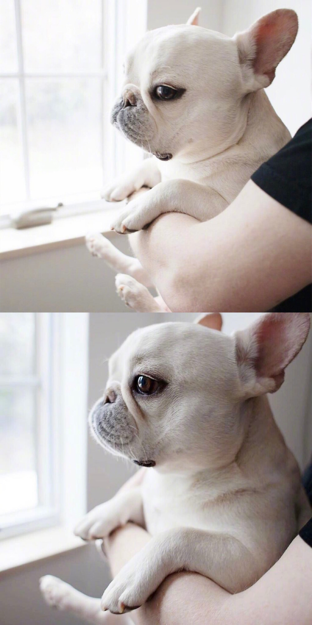 法斗- 堆糖,美图壁纸兴趣社区