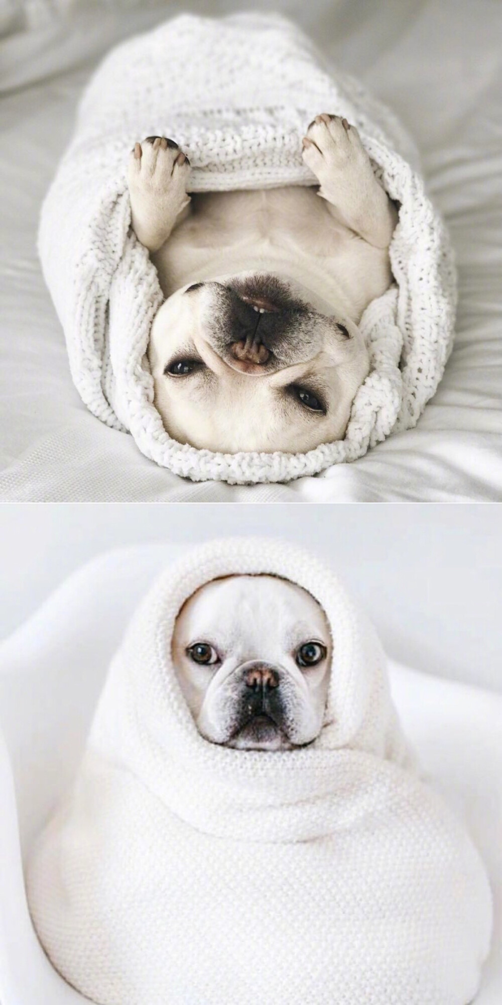 法斗- 堆糖,美图壁纸兴趣社区