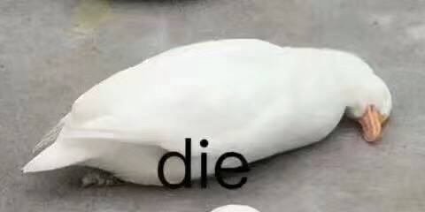 die