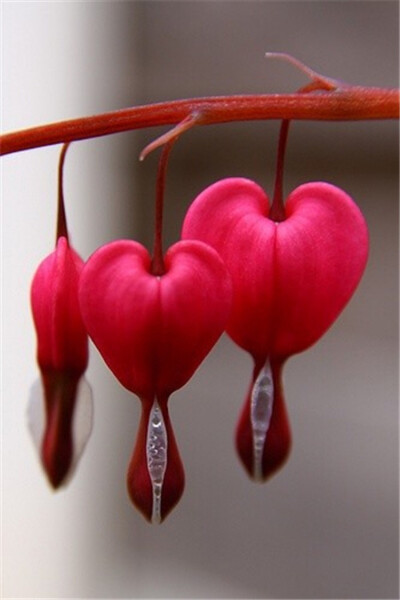 滴血的心（bleeding heart）
学名荷包牡丹Dicentra spectabilis，原产于中国北部，花如荷包、叶似牡丹、多为桃红色与白色的复色花，花形玲珑叶丛错落。因其形似心脏，英文也称之为Bleeding heart。