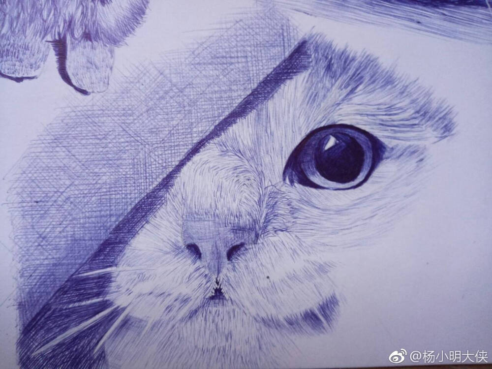 猫咪