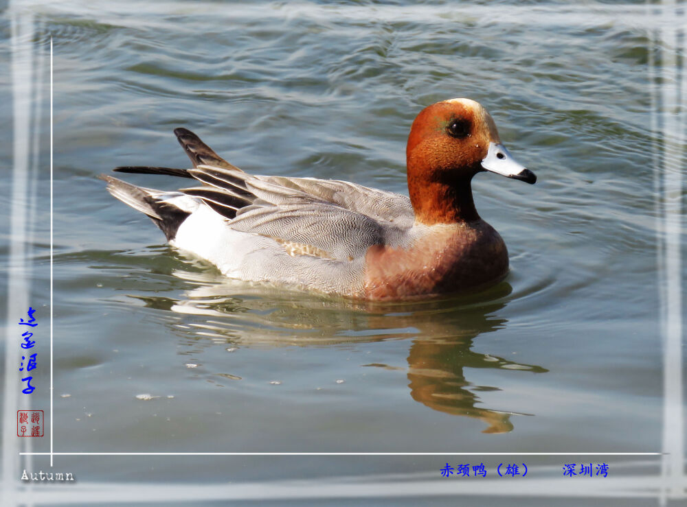 赤颈鸭 雄 拍摄于深圳湾