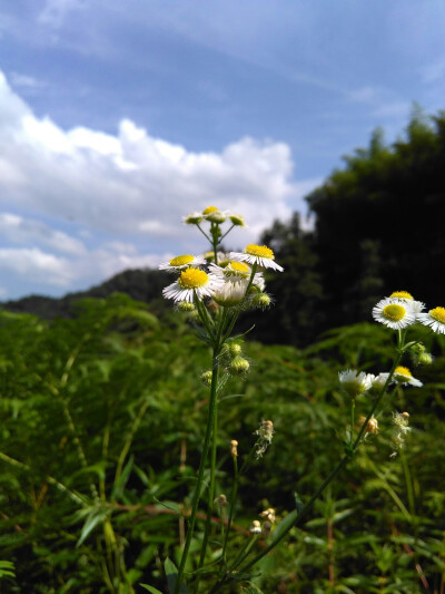 太阳花