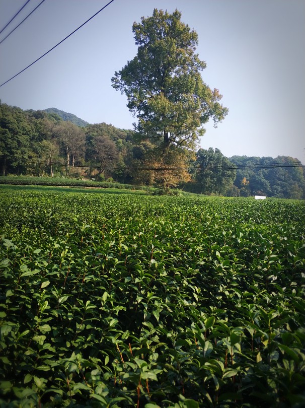 #杭州#龙井茶园
