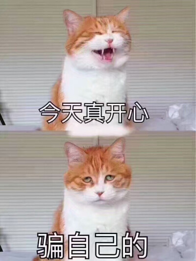 日日 某著名网黄猫日