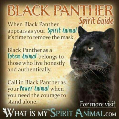 Animals：Black Panther Spirit Guide