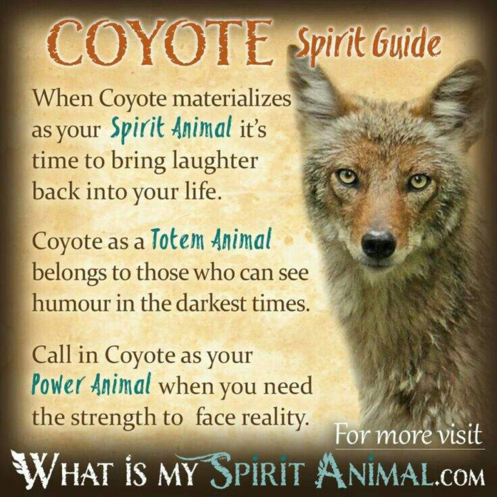 Animal：Coyote Spirit Guide