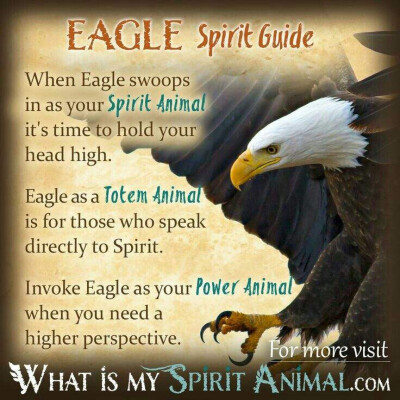 Animals：Eagle Spirit Guide