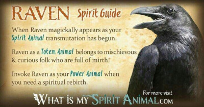 Animals：Raven Spirit Guide