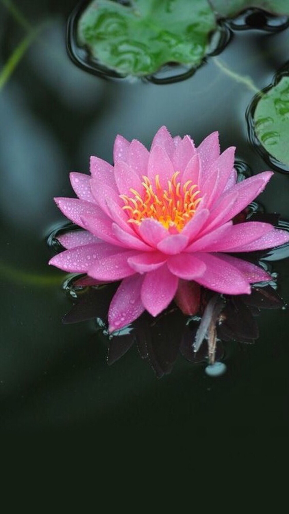 荷花- 堆糖,美图壁纸兴趣社区