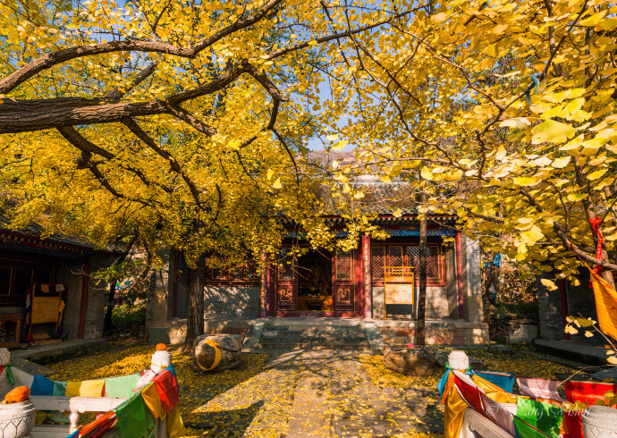 【古刹银杏树，广慧寺】广慧寺，隐于京郊门头沟的群山之中，低调到几乎无人问津。但在这山间小庙中，竟然有两株1300年树龄的古银杏，现已树上地下金黄一片，美若仙境。 ????