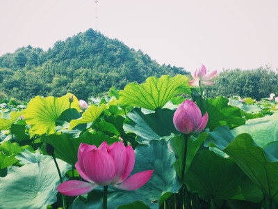 【陕西·悠然山高山湿地景区】