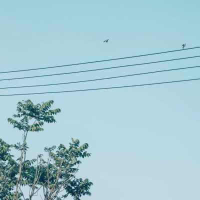 背景图 树与鸟