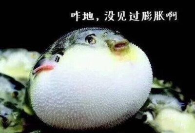 河豚