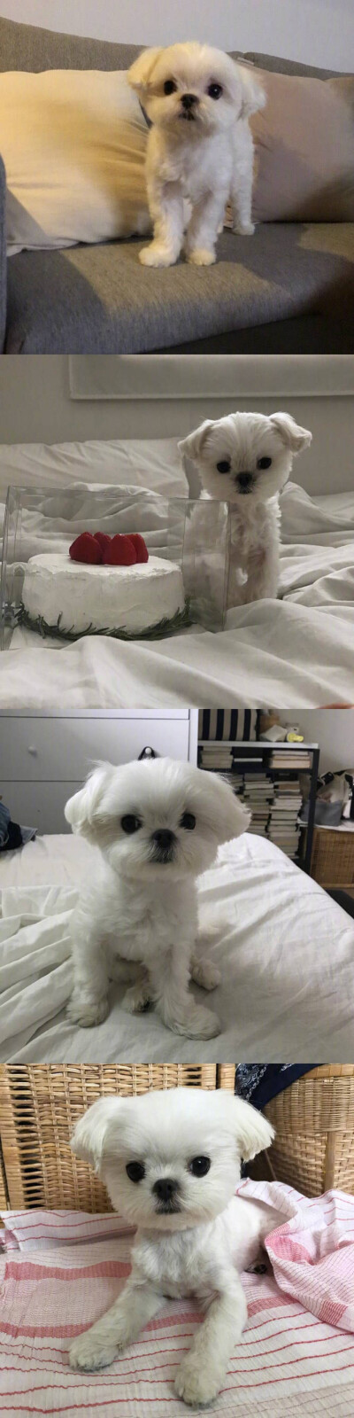 马尔济斯犬