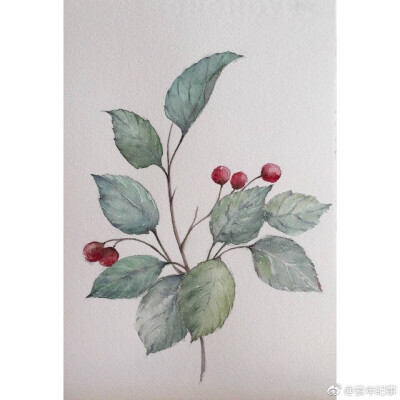 水彩叶子课堂范画