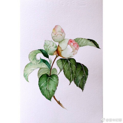 水彩山茶花课堂范画