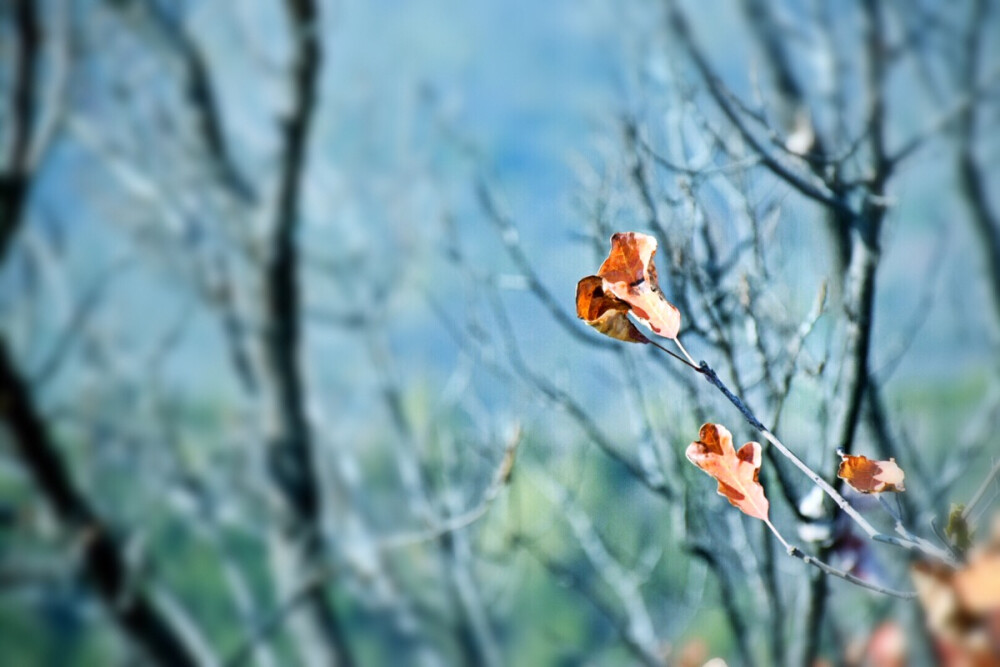 「2017.11.04」香山•秋