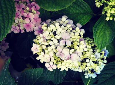 绣球花