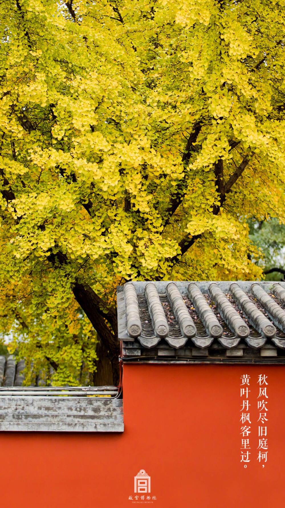 紫禁城【丁酉•立冬】“秋风吹尽旧庭柯，黄叶丹枫客里过” 照片文字取自@故宫博物院