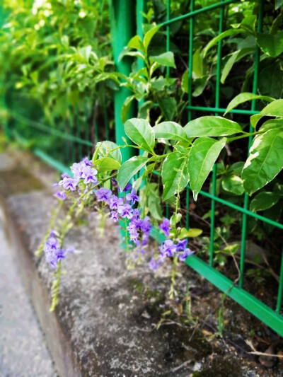 紫色花