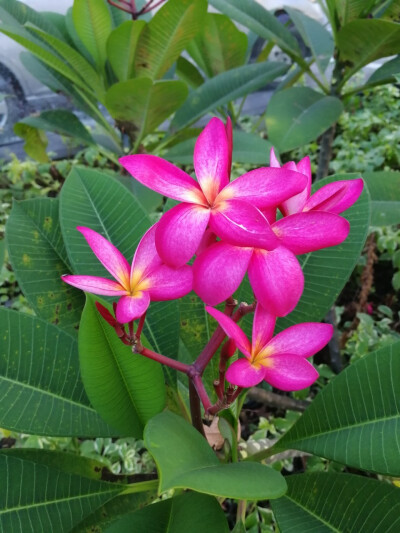 鸡蛋花