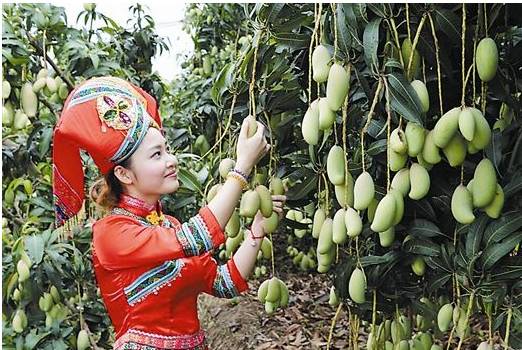 产业致富！广西百色芒果产业脱贫致富纪实！