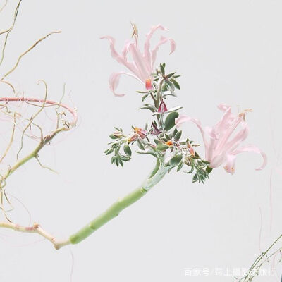 水中花