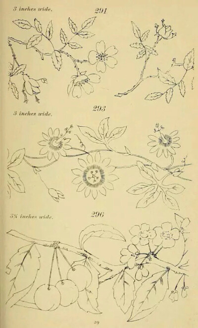 植物手绘 藤蔓