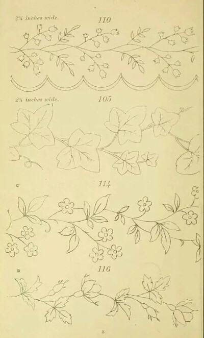 植物手绘 藤蔓