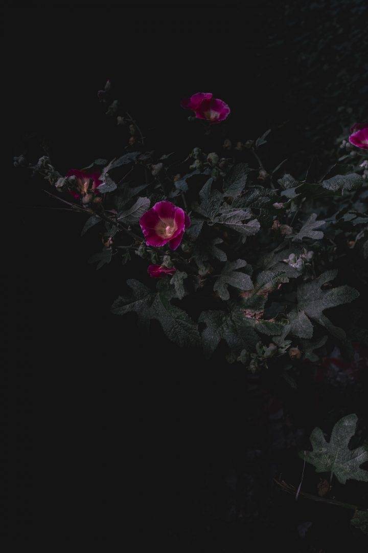 Some Flowers Don’t Belong To Any Season - Bibi Euse
The series was inspired by a certain nostalgia that invades the photographer when the summer starts to fade away, leaving nothing but brown and dry landscapes. ?