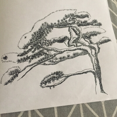 钢笔画 迎客松 简 自画 