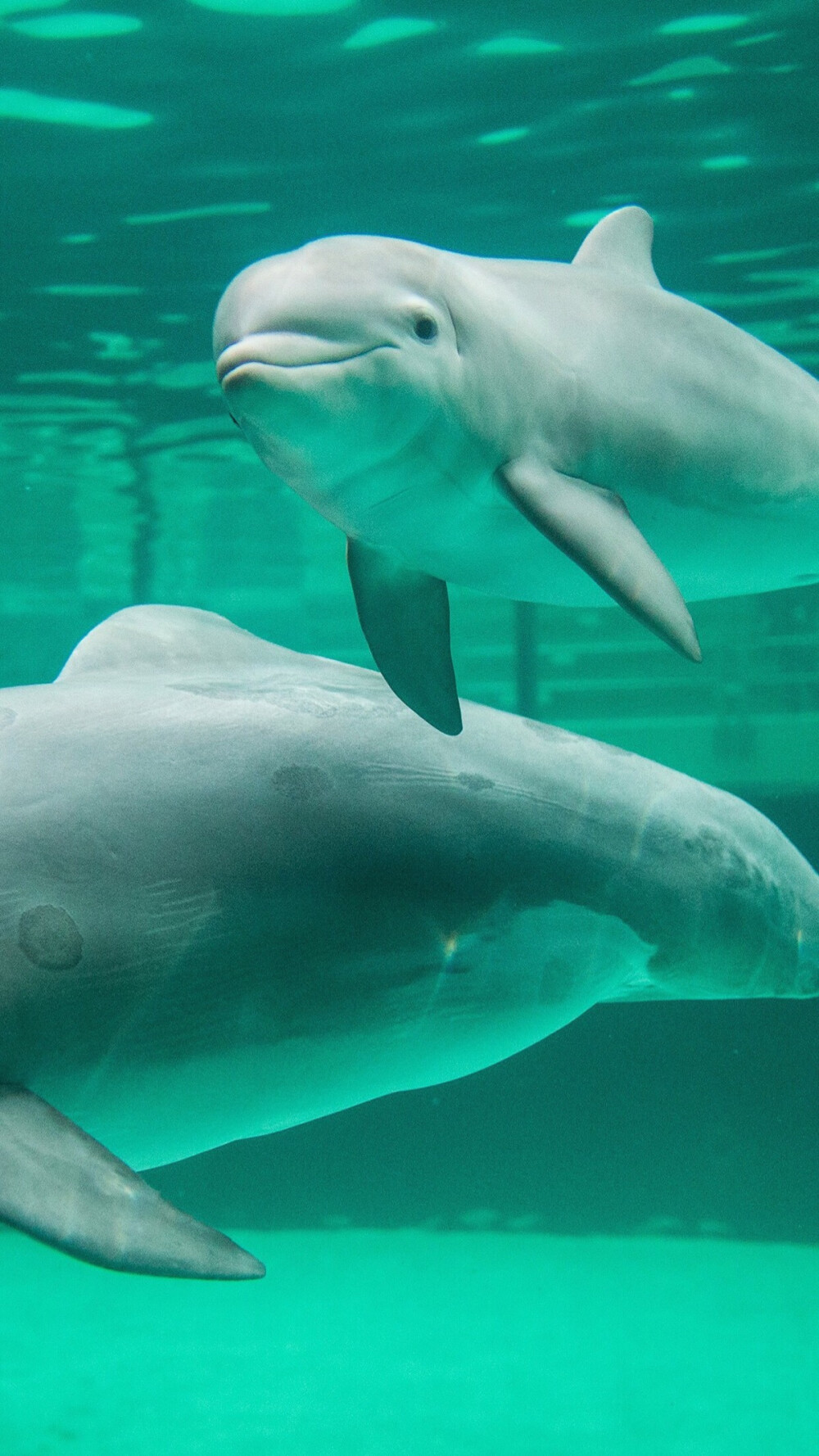 海豚- 堆糖,美图壁纸兴趣社区