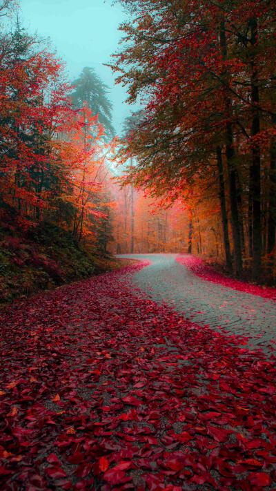 秋天到了，我们去看枫叶吧