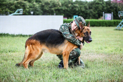 张馨予 奇兵神犬