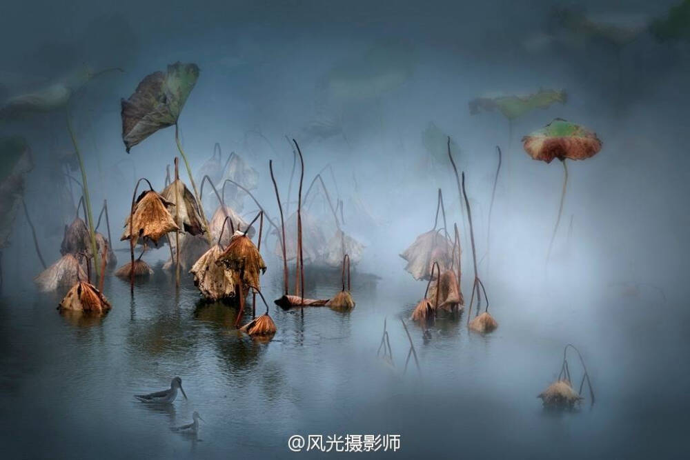 残荷 - 高清图片，堆糖，美图壁纸兴趣社区
