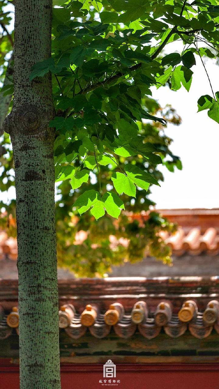 八月七日，雨过天晴。今日立秋，虽说应是“云天收夏色，木叶动秋声”，但三伏未出，还是热热热！坐等秋声乍起梧桐落～ ​