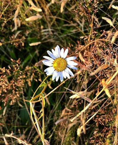 正方形 背景图 雏菊 xxxibdrgn