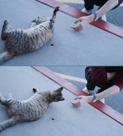 某c和村边一枝花大虎同学一起逗猫，明显猫儿更远一块看我们大虎