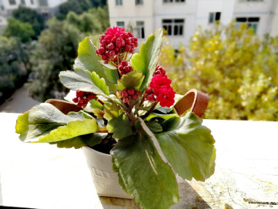 长寿花