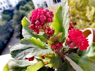 长寿花