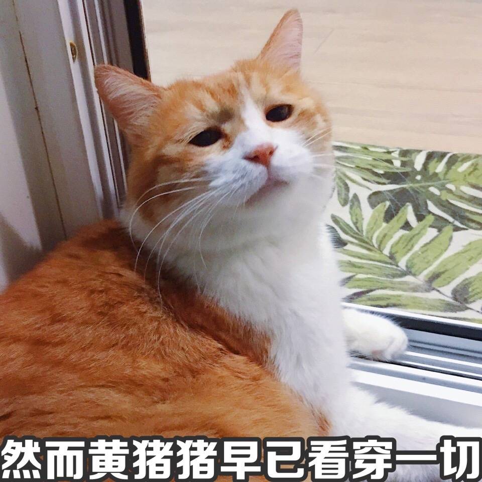 猫日.