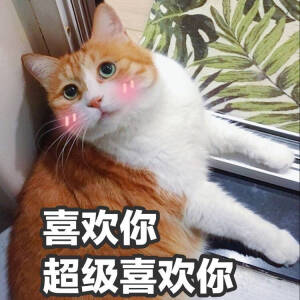 一个甜甜的猫日～喜欢你 超级喜欢你