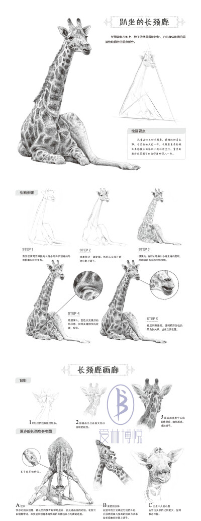 本案例摘自人民邮电出版社出版的《一日一画素描入门：动物篇》。更多原创绘画教程和作品将在“爱林文化”公众号（aiibook）中长期分享！爱林博悦——只为悦读者！